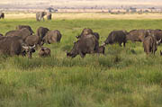 African Buffalo  Amboseli Kenya